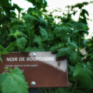 noir de Bourgogne Cassissium